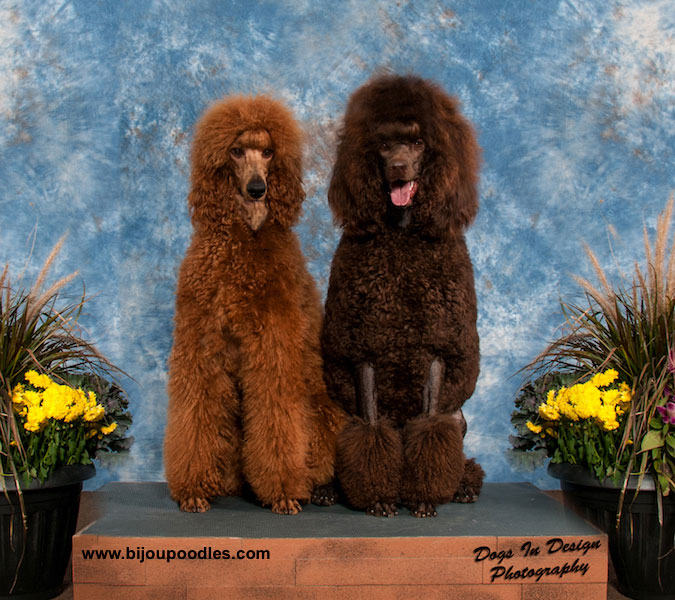 and Brown Standard Poodles