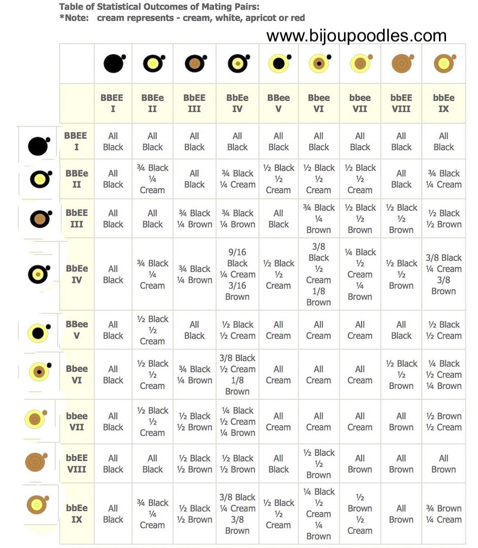 Labradoodle Color Chart