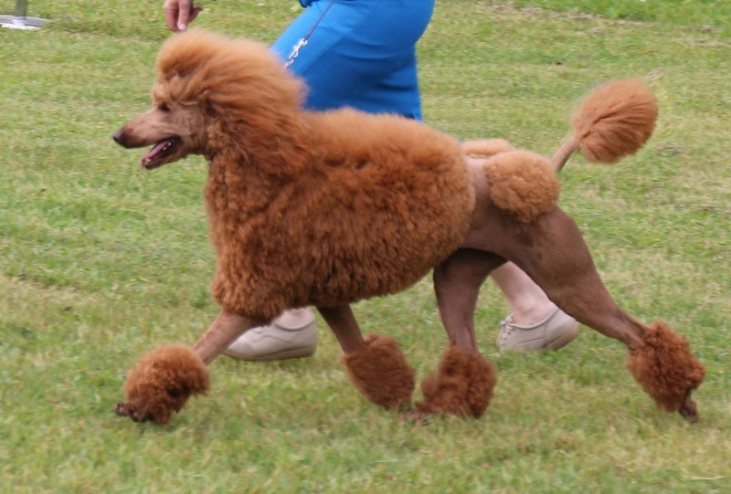 standard poodle docked tail