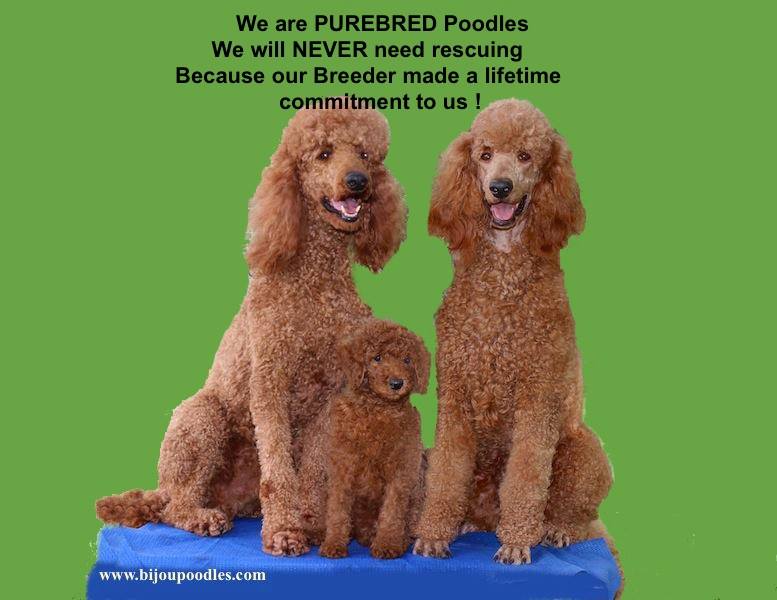 working poodle breeders