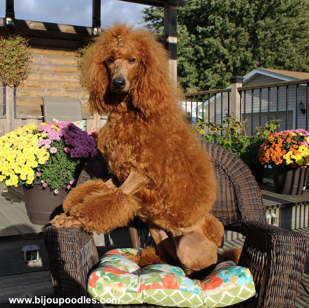 What are some popular names for female poodles?