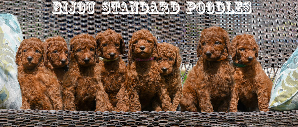 red mini poodle for sale
