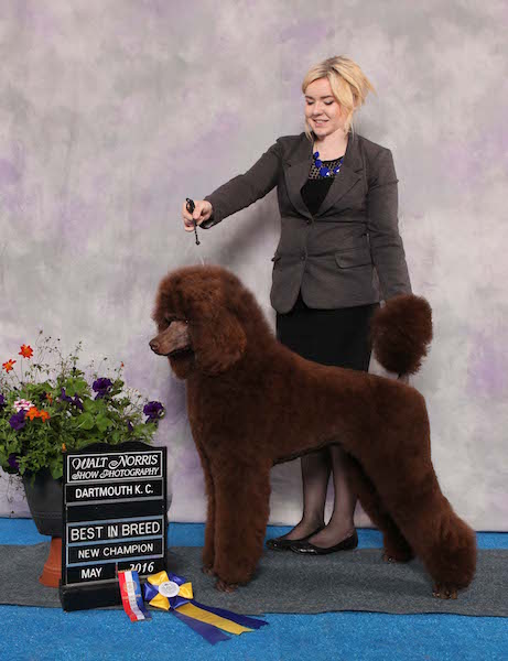 Poodle Club Of Canada Specialty Ckc