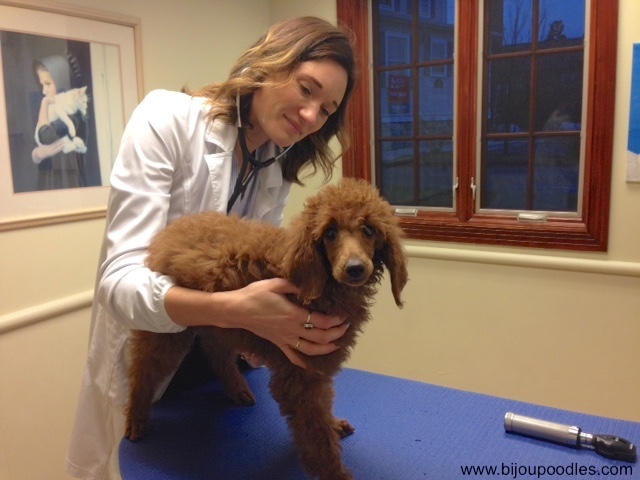 standard-poodle-breeders-ontario